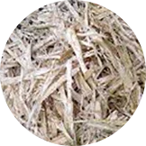 Bagasse