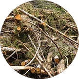 Forest Waste