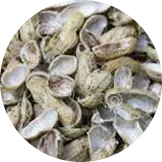 Groundnut Shells
