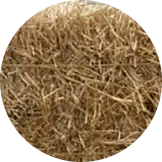 Wheat Straw